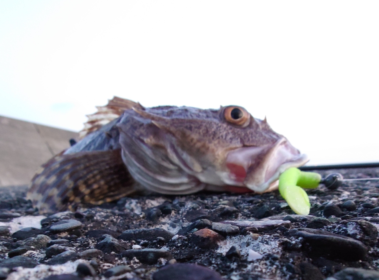 カジカ