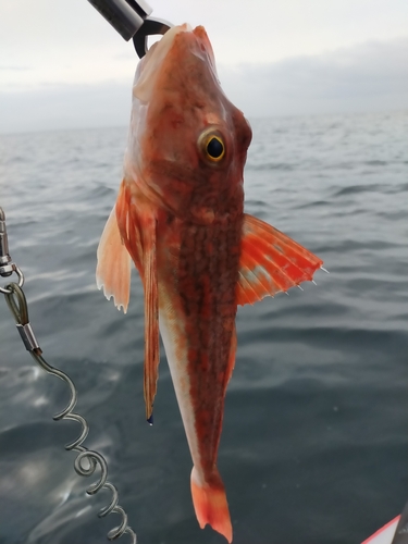 ホウボウの釣果