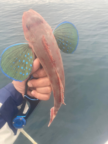 ホウボウの釣果