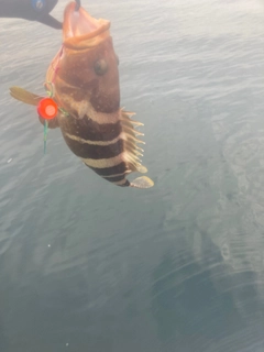 アオハタの釣果