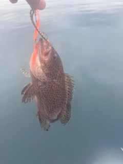 オオモンハタの釣果