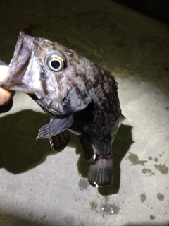 クロソイの釣果