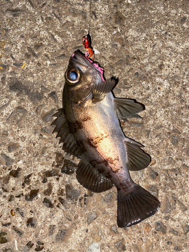 メバルの釣果