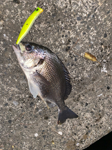 チヌの釣果