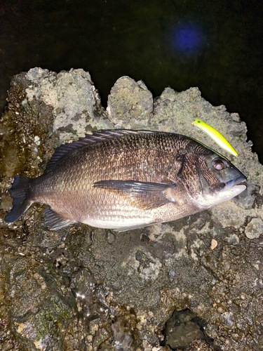 チヌの釣果