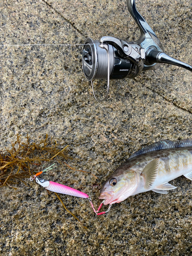 ホッケの釣果