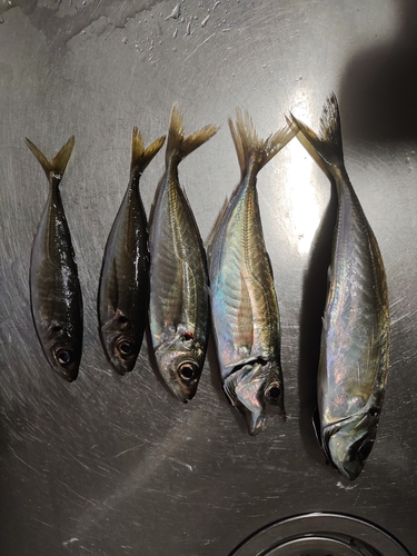 アジの釣果