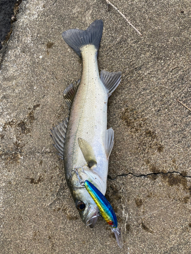 セイゴ（マルスズキ）の釣果