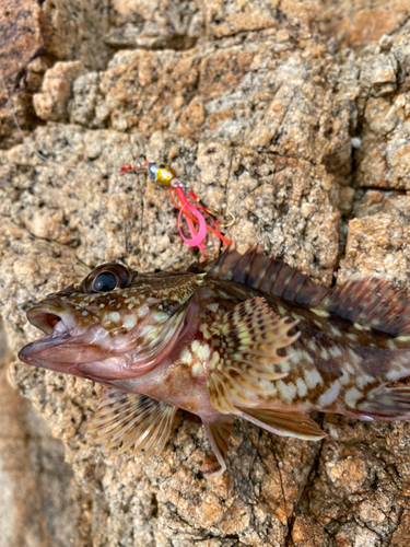 タイの釣果