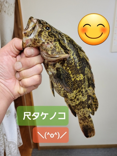 タケノコメバル