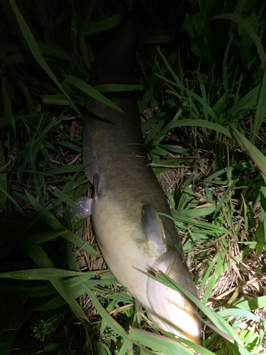 ナマズの釣果