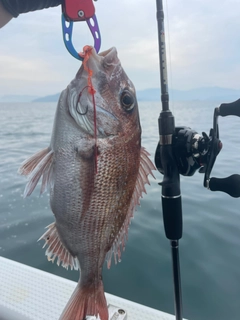 タイの釣果