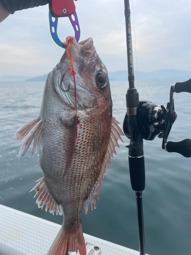 タイの釣果