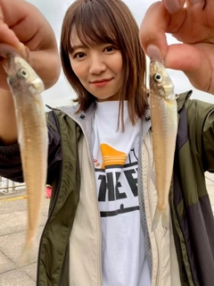 シロギスの釣果