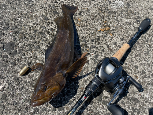 アブラコの釣果