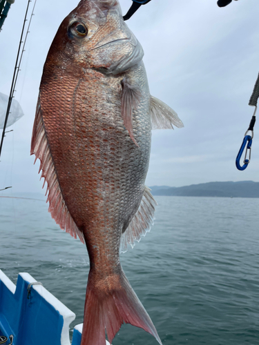 タイの釣果