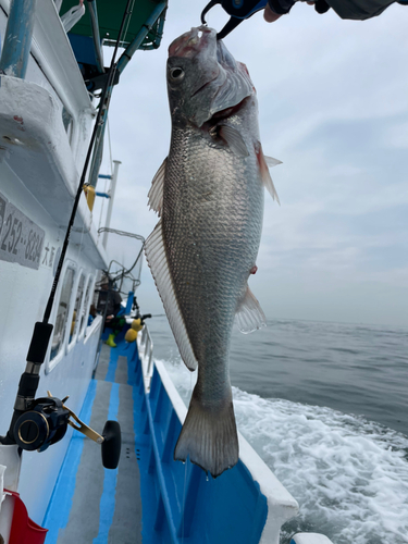 クログチの釣果