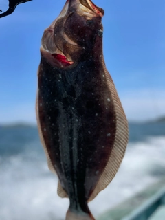 クログチの釣果