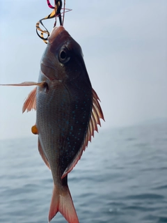 タイの釣果