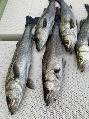 スズキの釣果