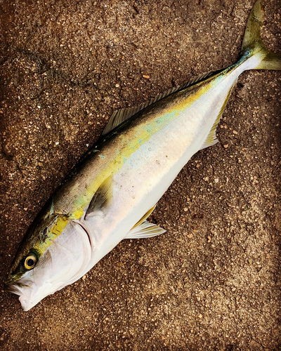 ヤズの釣果