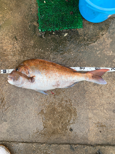 タイの釣果