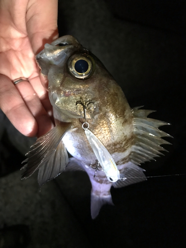 シロメバルの釣果