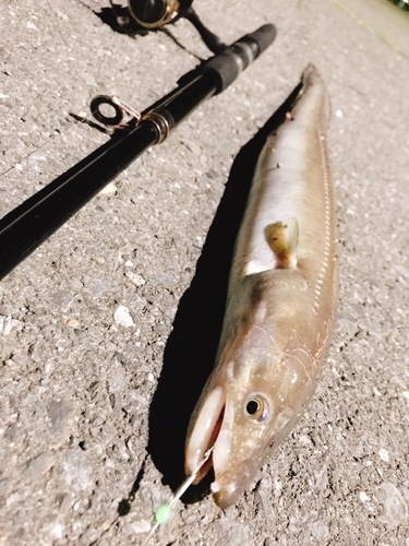 マアナゴの釣果