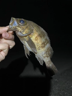 シロメバルの釣果