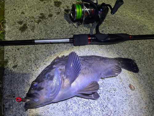 クロソイの釣果