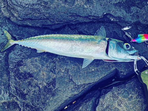 マサバの釣果