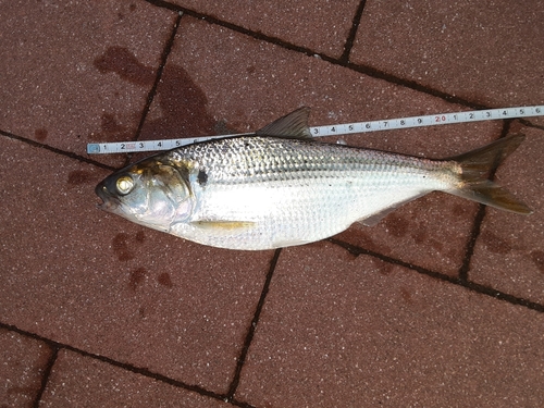 コノシロの釣果