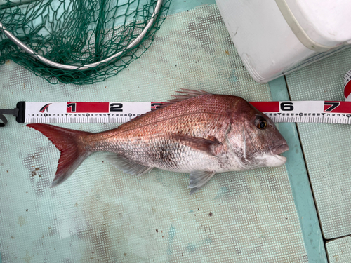 タイの釣果