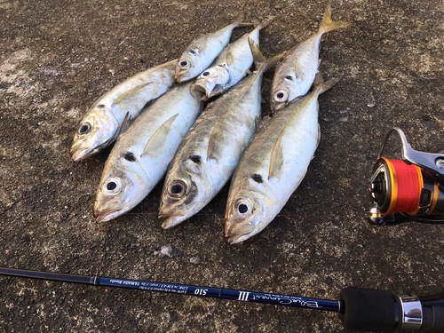 アジの釣果