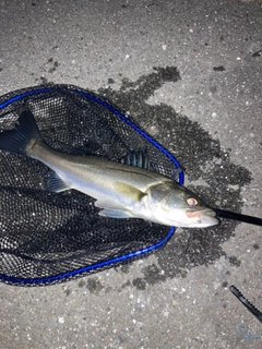 セイゴ（マルスズキ）の釣果