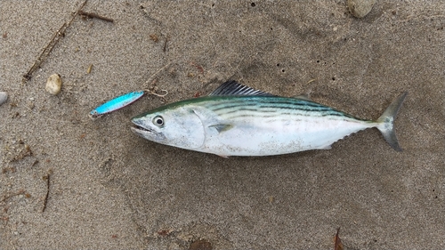 ハガツオの釣果