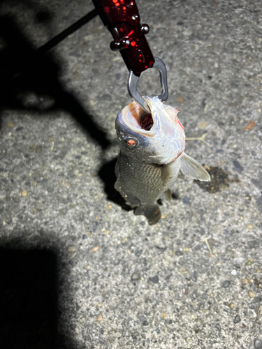 イシモチの釣果