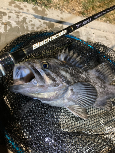 クロソイの釣果