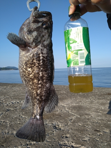 クロソイの釣果