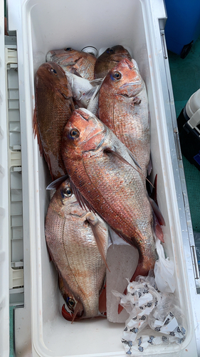 マダイの釣果