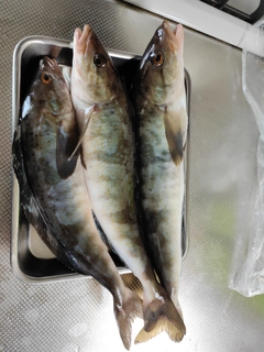 ホッケの釣果