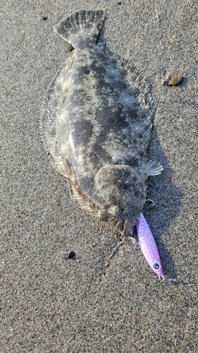 ソゲの釣果