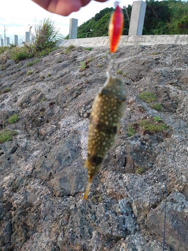 オキナワフグの釣果