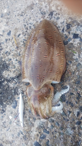 モンゴウイカの釣果