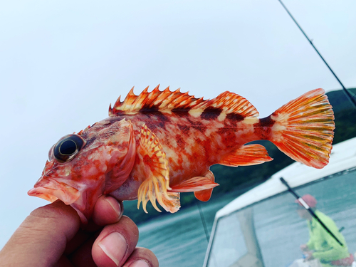 アラカブの釣果