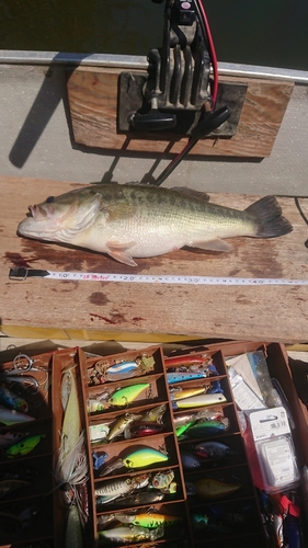 ブラックバスの釣果