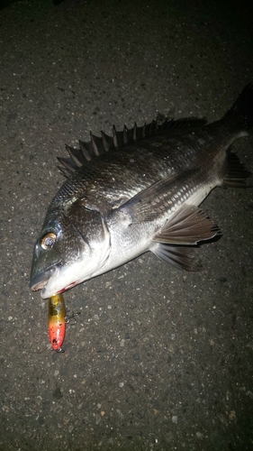 チヌの釣果