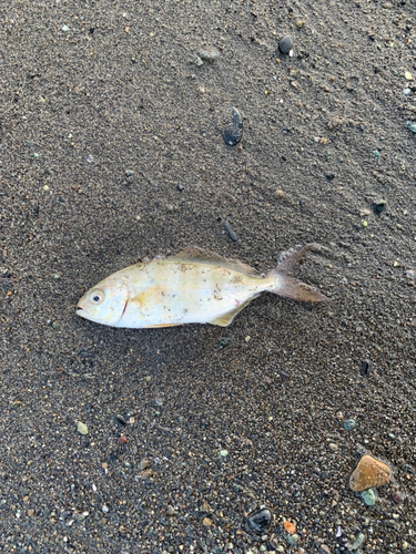 ショゴの釣果