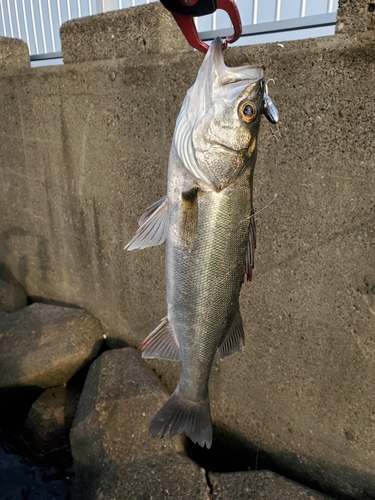 セイゴ（マルスズキ）の釣果