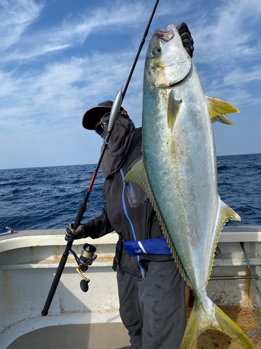 ヒラマサの釣果